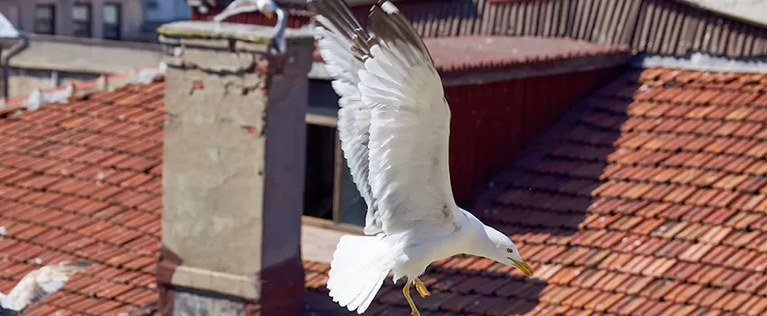 Residential Chimney Animal Removal Solution in Santa Fe Springs, CA